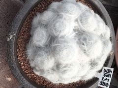 -南通洲际绿博园