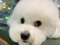 -帕帕拉兹宠物(亚洲旗舰店)