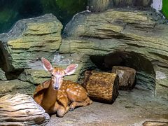 -绿色星球动物主题公园