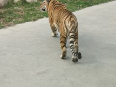 -西安秦岭野生动物园
