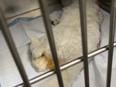 -中农国际动物医院24小时·猫科·骨科·急重症中心
