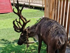 -北京鹿世界主题园