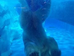 -芜湖新华联大白鲸海洋公园