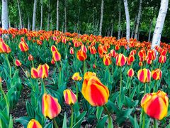 -长春公园(普阳街道)