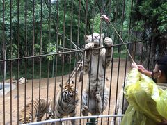 -青岛森林野生动物世界