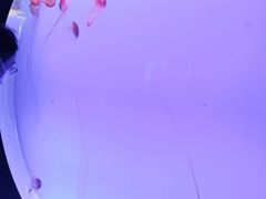 -上海海洋水族馆