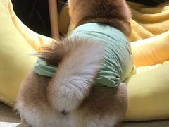 -逗柴咖啡屋·狗咖猫咖宠物桌游