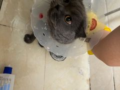 -美联众合爱康动物医院•复杂内科•肿瘤科•牙科•腔镜诊疗中心