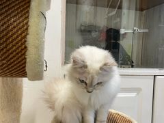 -有猫儿腻咖啡厅.猫咖