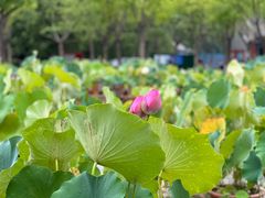 -莲花池公园