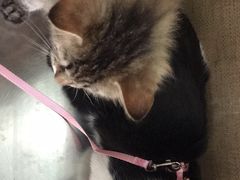 -瑞派长江宠物医院·猫科·外科·24小时夜护(谊城公寓分院)