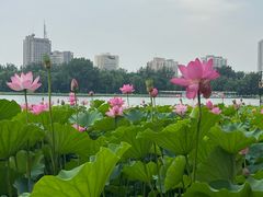 -莲花池公园