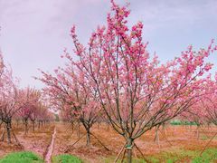 -天王浮山樱花园