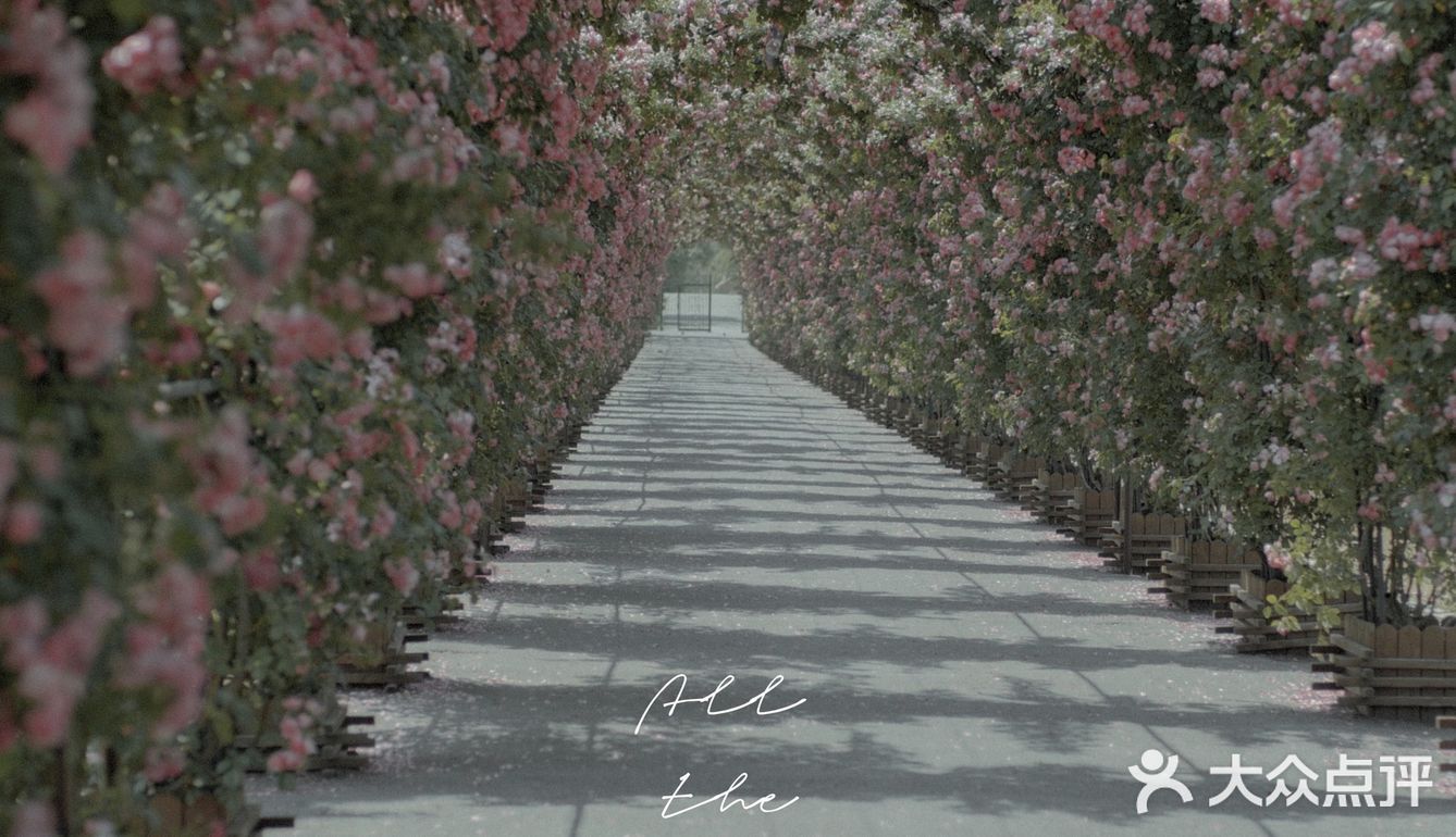 上海花季｜百米月季长廊绽放了，宛如少女的法式梦境