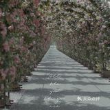 上海花季｜百米月季长廊绽放了，宛如少女的法式梦境