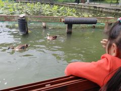 -西湖外事游船(花港观鱼码头)