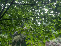 -铁山坪森林公园