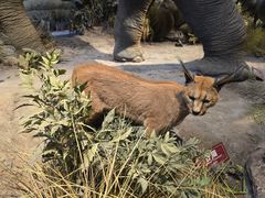 -陕西自然博物馆