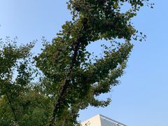 -南京林业大学(淮安校区)