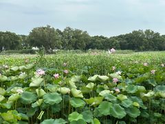 -洪湖生态旅游区
