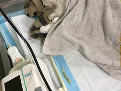 -申普宠物医院·心脏介入·心血管微创(总院)