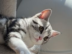 -创凡宠物医院·骨专科  猫科中心(西乡分院)