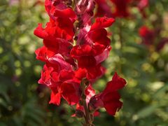 -天适樱花悠乐园