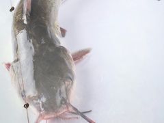 -锦尚阁烤鱼(望京新荟城店)