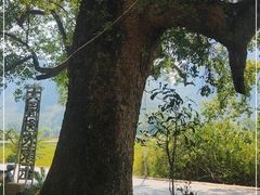 -遇龙河大樟树农家乐