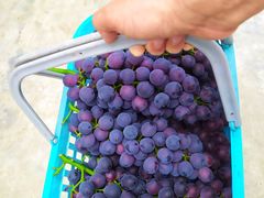 -金谷域澳洲庄园