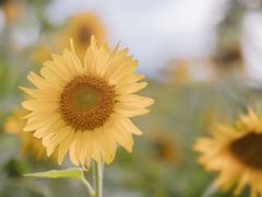 -曲江薰衣草庄园