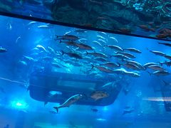 -迪拜水族馆及水下动物园