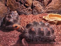 -绿色星球动物主题公园