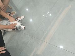 -贝利宠物医院·骨科·眼科·肿瘤转诊中心(南坪诊疗中心)
