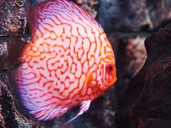 -上海海洋水族馆