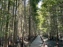 -桤木河湿地公园