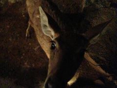 -清迈夜间动物园