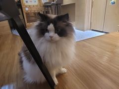 -滚猫咖啡·猫咖·猫友好撸猫(未来城店)