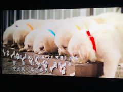 -UME影城(4DX情侣金牛店)