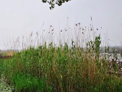 -荷塘月色湿地公园·向阳花洲