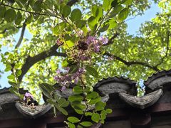 -上海醉白池公园