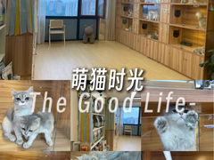 -猫十亿·布偶金渐层·曼基康矮脚猫舍(青年路店)