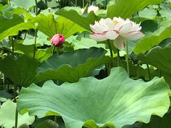 -陈家山荷花公园