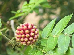 -金鸡岭桥头公园