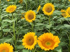 -中国天府农业博览园