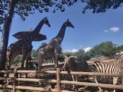 -大连森林动物园