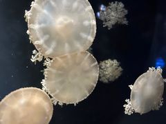 -欢乐海岸海洋奇梦馆