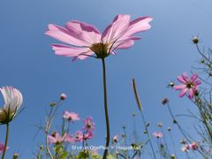 -紫颐香薰山谷景区