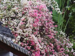 -深圳国际园林花卉博览园