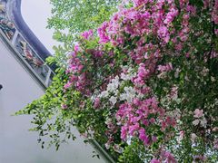 -深圳国际园林花卉博览园